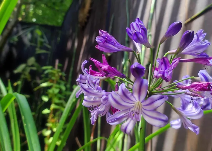 Kanopya Ξενοδοχείο ημιδιαμονής